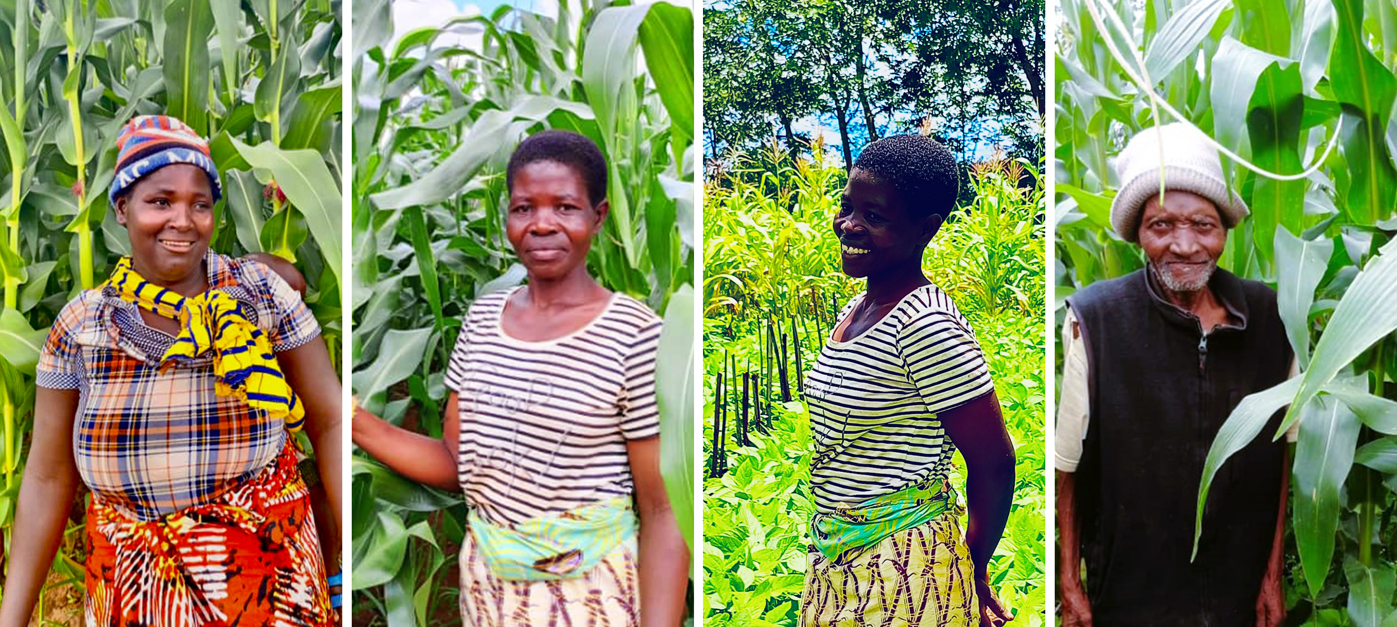 マラウイへの農業教育支援レポート 2021-2022 第2弾 豊かな未来につなげるストーリー